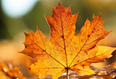 ​拜年短信(共83句)