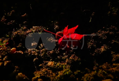 1691961755890580.png image.png