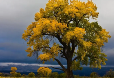 ​漫画老师五年级优秀作文(8篇)