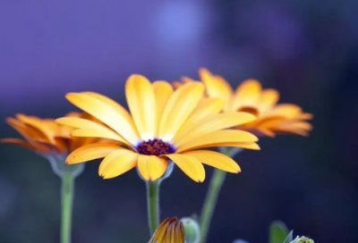 ​小班开学简短寄语【精选】